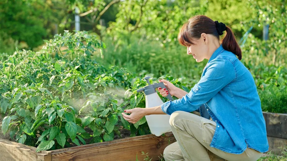 Gardener woman with spray gun spraying sweet bell pepper plant in garden