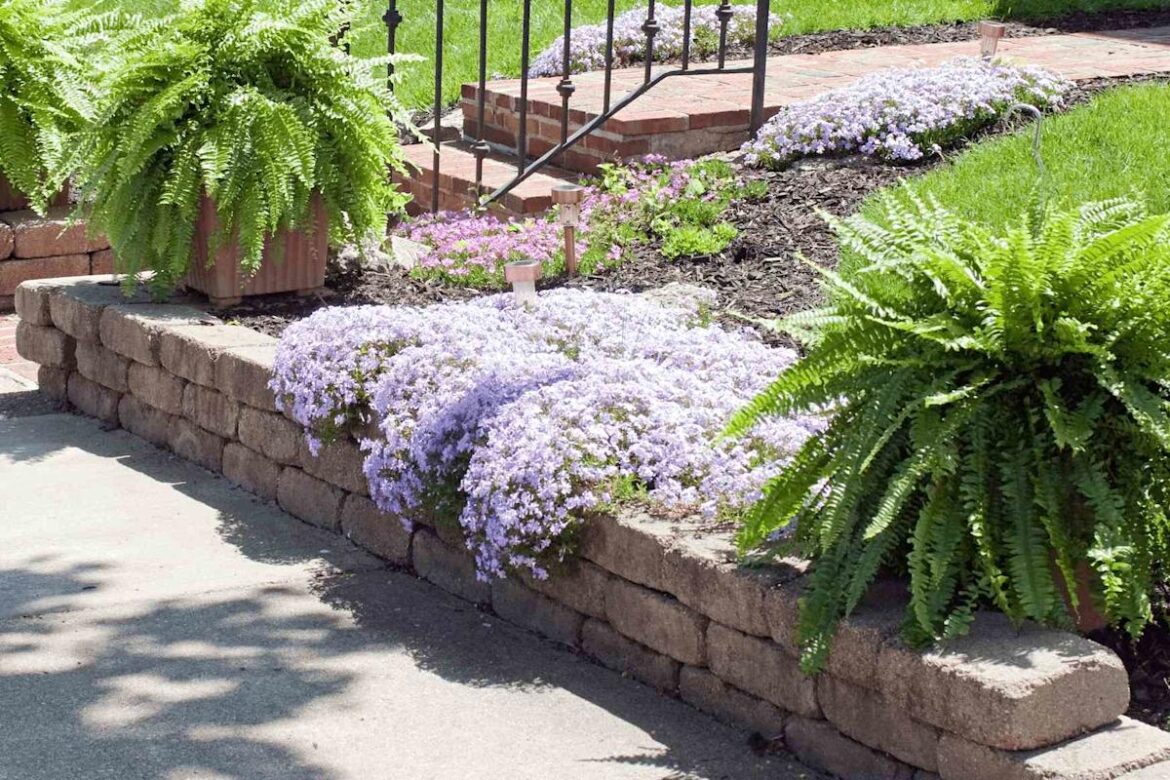 10 Cascading Plants That Will Spill Beautifully Over Retaining Walls 10 Cascading Plants That Will Spill Beautifully Over Retaining Walls