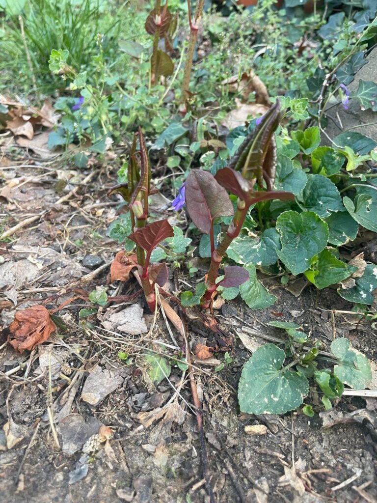 Reddish stalks connected to roots/vines underground.