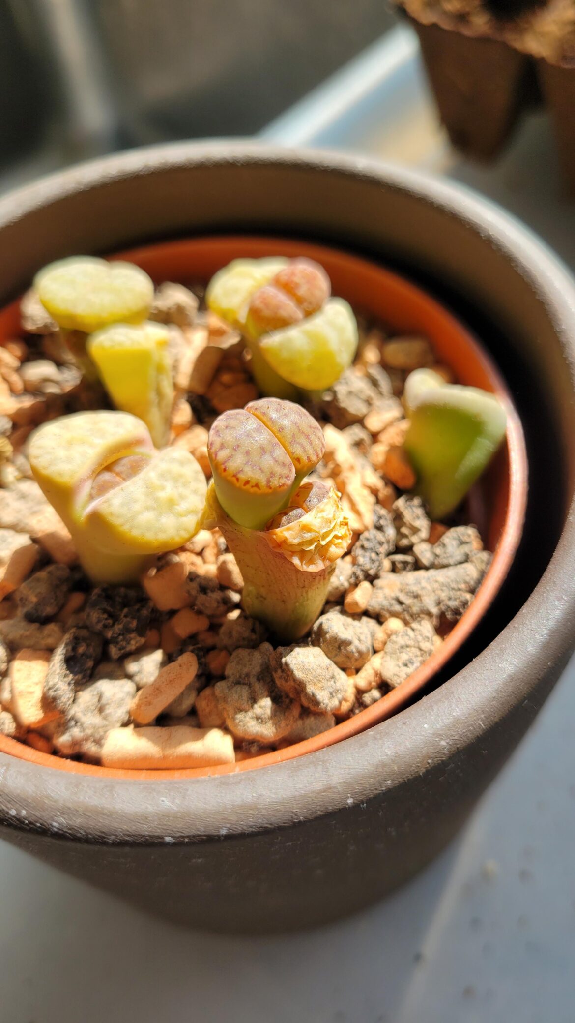 My Lithop is getting twins 🤩