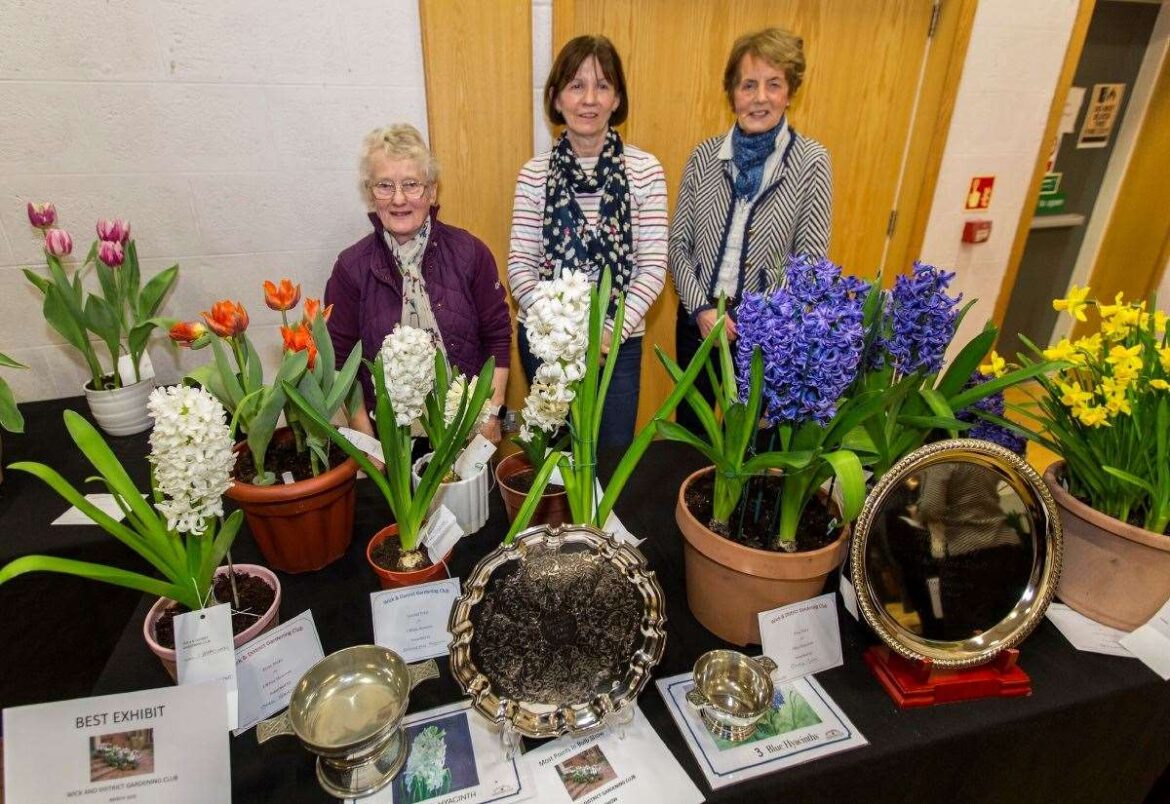 Carol takes trophies for most points and best exhibit at Wick gardening club bulb show Carol takes trophies for most points and best exhibit at Wick gardening club bulb show