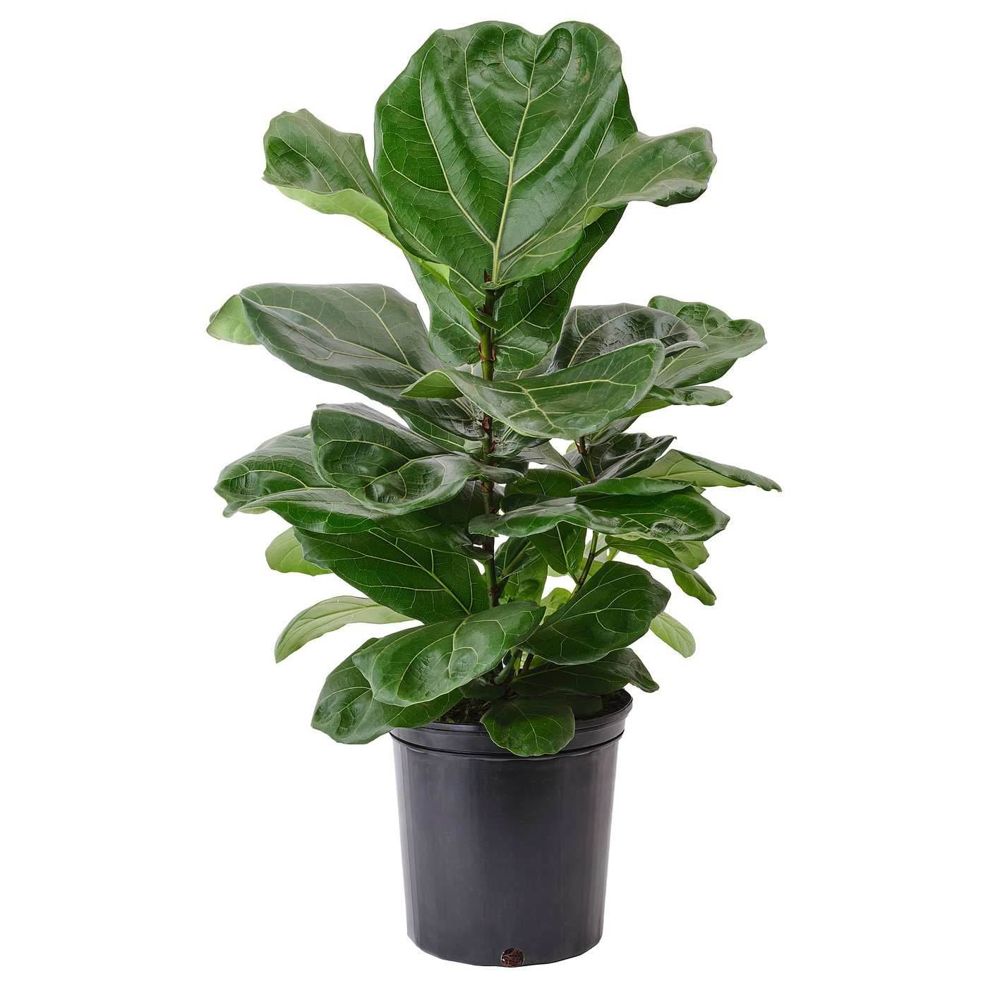 Ficus Lyrata Potted Plant - Fiddle-Leaf Fig 9 ½ "