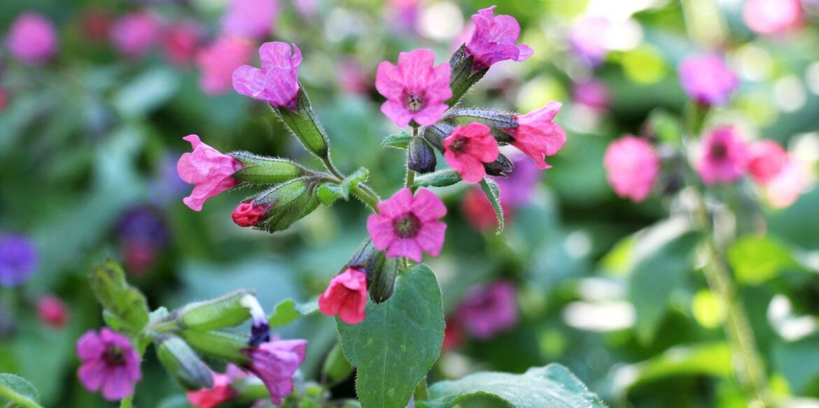 7 Shade-Loving Perennials That Thrive in Your Garden Where Nothing Else Will 7 Shade-Loving Perennials That Thrive in Your Garden Where Nothing Else Will