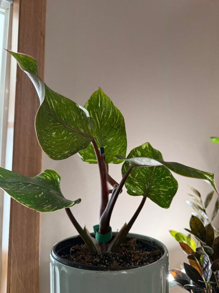 Some of my Philodendron Children!