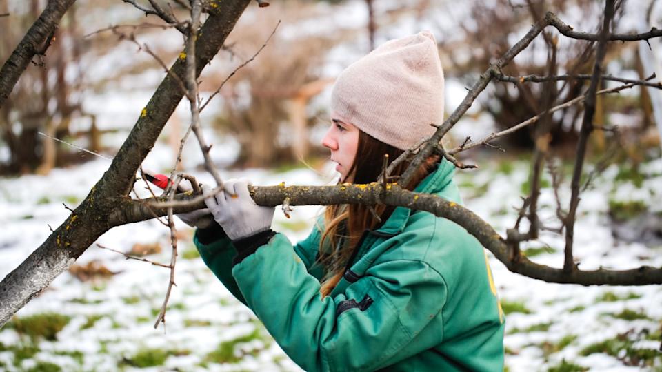 Caucasian beautiful woman gardener prunes branches with pruning shears, winter pruning of plants, gardening in winter