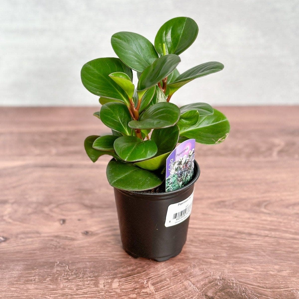 37 Low-Light Houseplants That THRIVE in Darkness