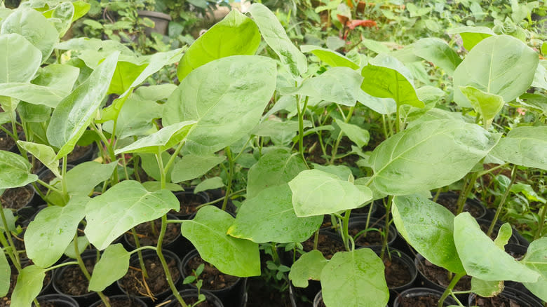 eggplant seedlings in pots