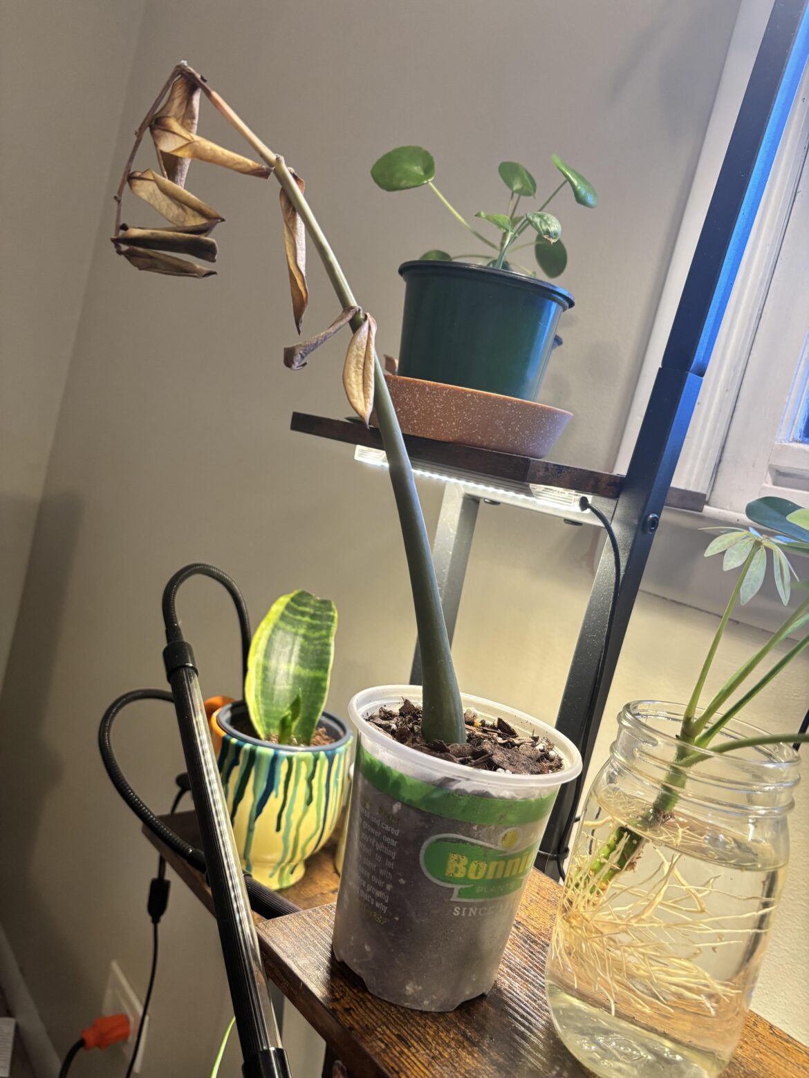 Can it be saved or propagated?