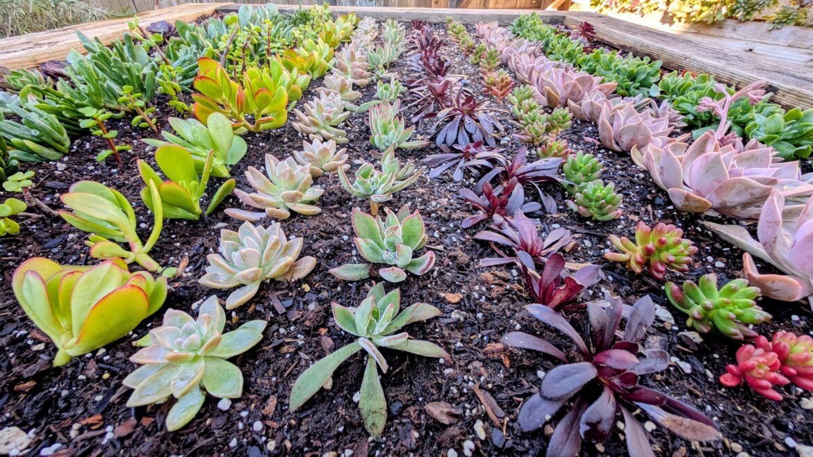 Succulent Factory