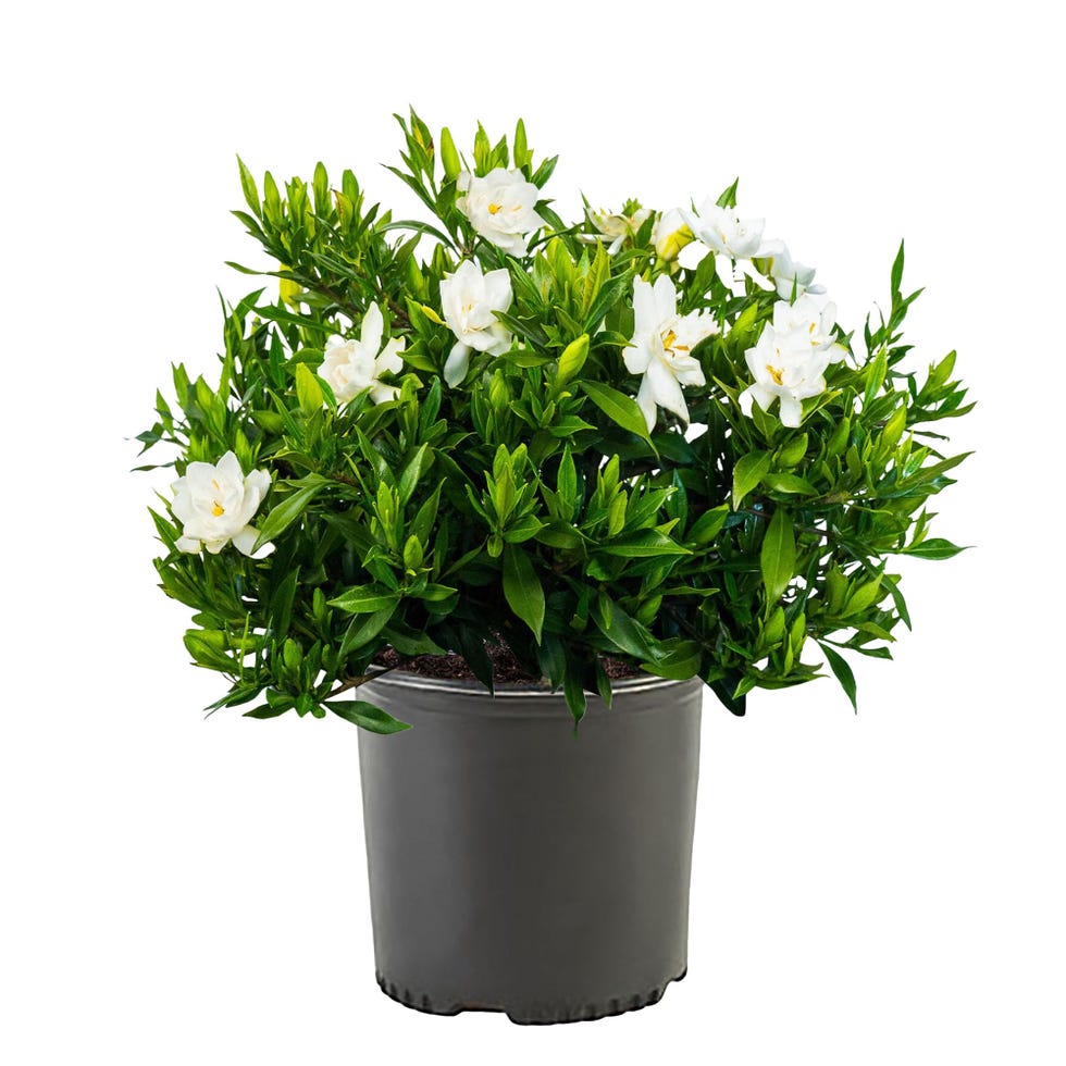 <p>Shrub Frostproof Gardenia</p>