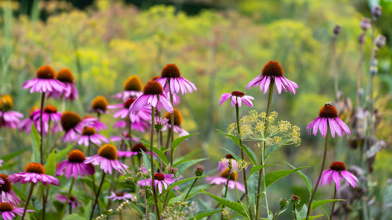 Echinacea growing with golden Alexanders