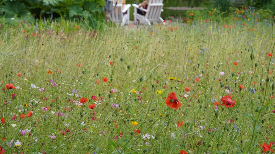 Photo by picture alliance on Getty Images