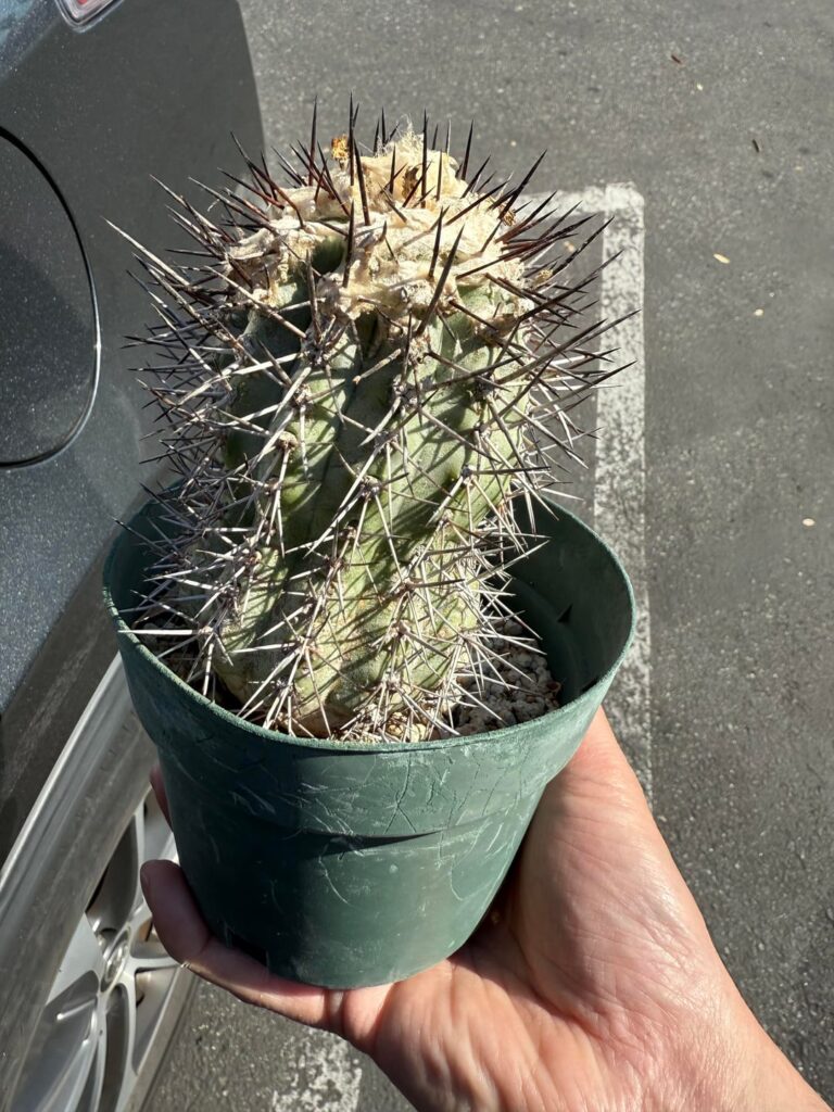 Please help identify today’s buys