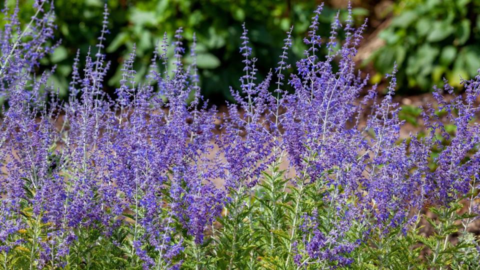 Perevoskia 'Blue Spire' a late summer flowering plant with a blue purple summertime flower in July and August and commonly known as Russian Sage, stock photo image