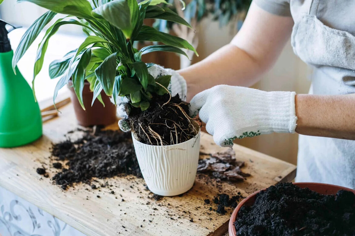 Gardening Pros Say These 5 Repotting Mistakes Are Way More Common Than You Think Yahoo lifestyle home