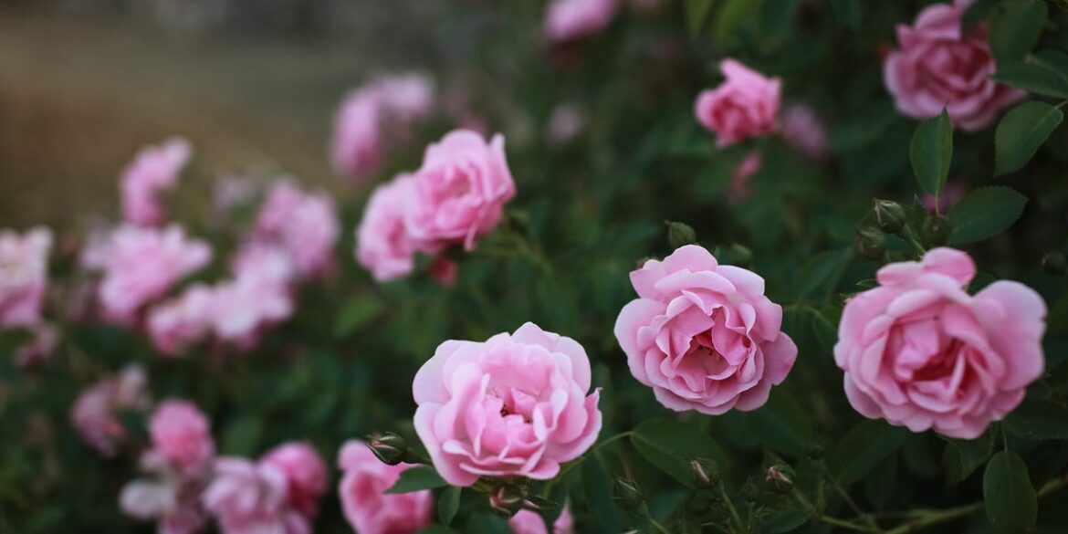 Easiest Roses For Beginners To Grow Easiest Roses For Beginners To Grow