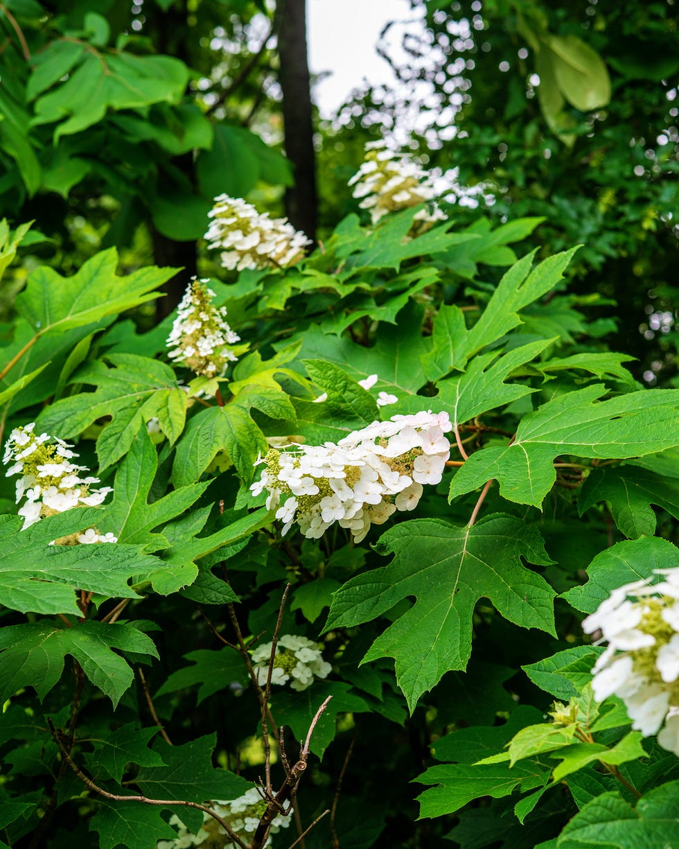 Flowering plant with large leaves and white clusters of blossoms. Flowering plant with large leaves and white clusters of blossoms.