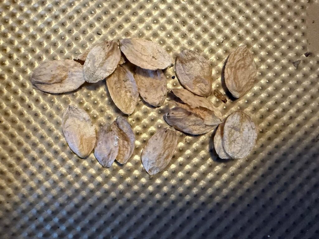 Species ID from Seeds?
