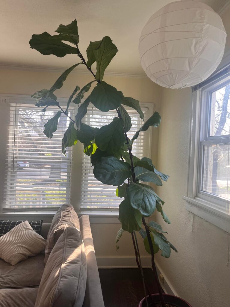 where to chop Miss Figgy?