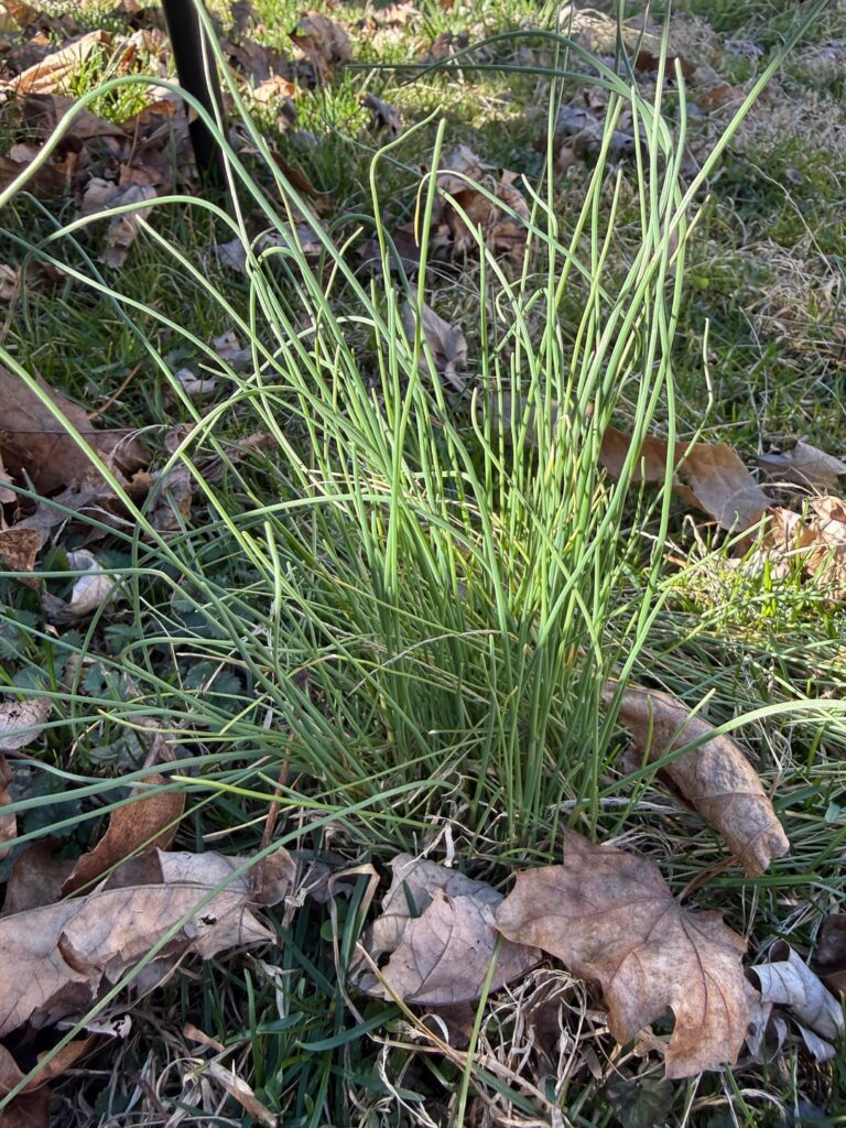 Tall grass like clumps all over – central PA USA Zone 6b Tall grass like clumps all over - central PA USA Zone 6b