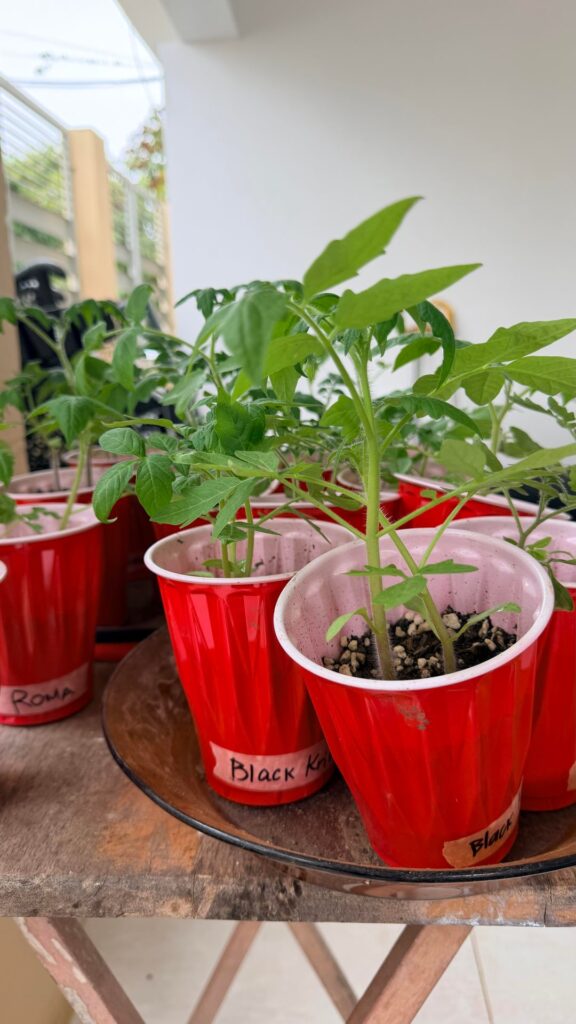 When do I transplant these babies?