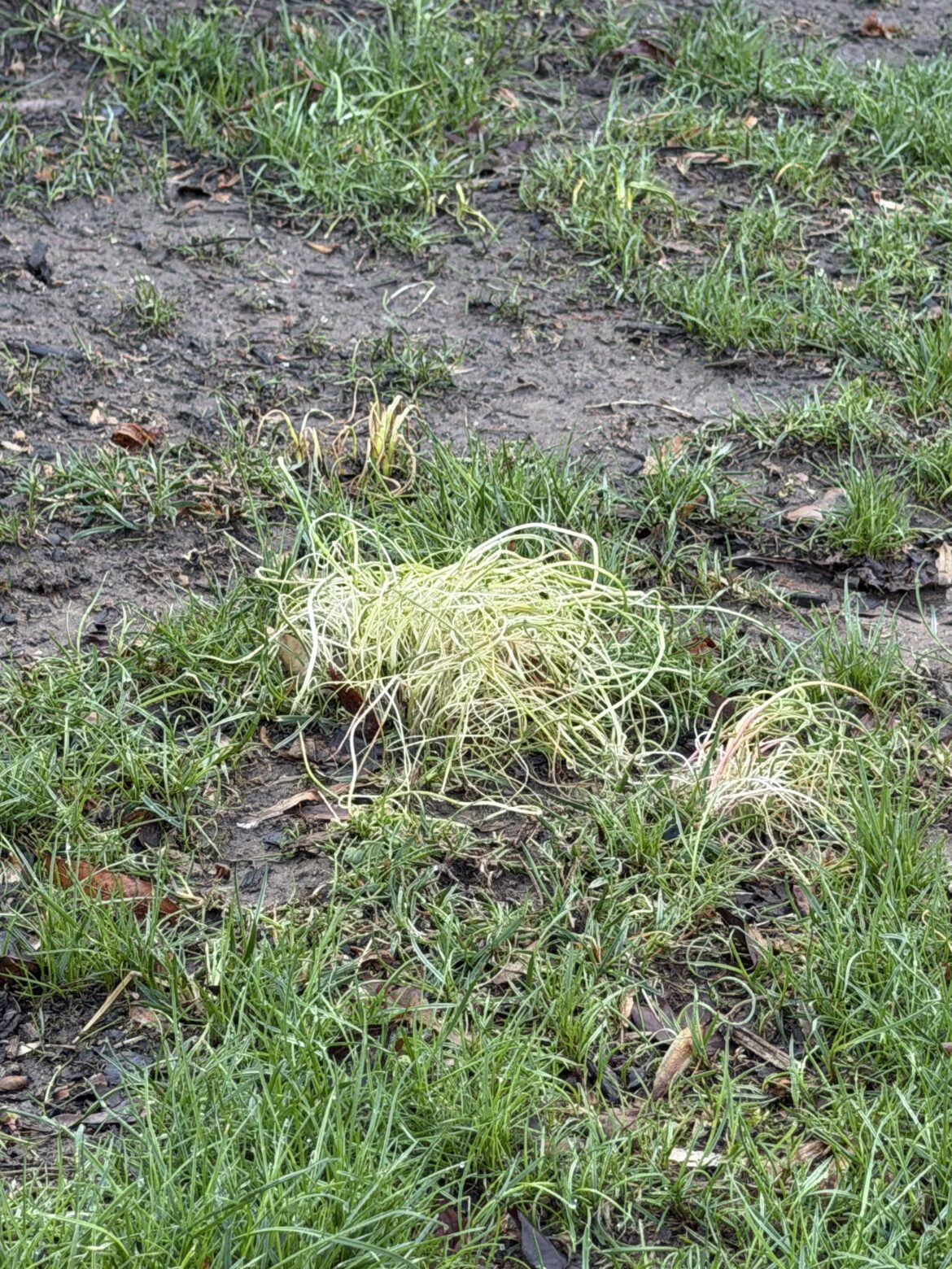 Is this a weed or something else?