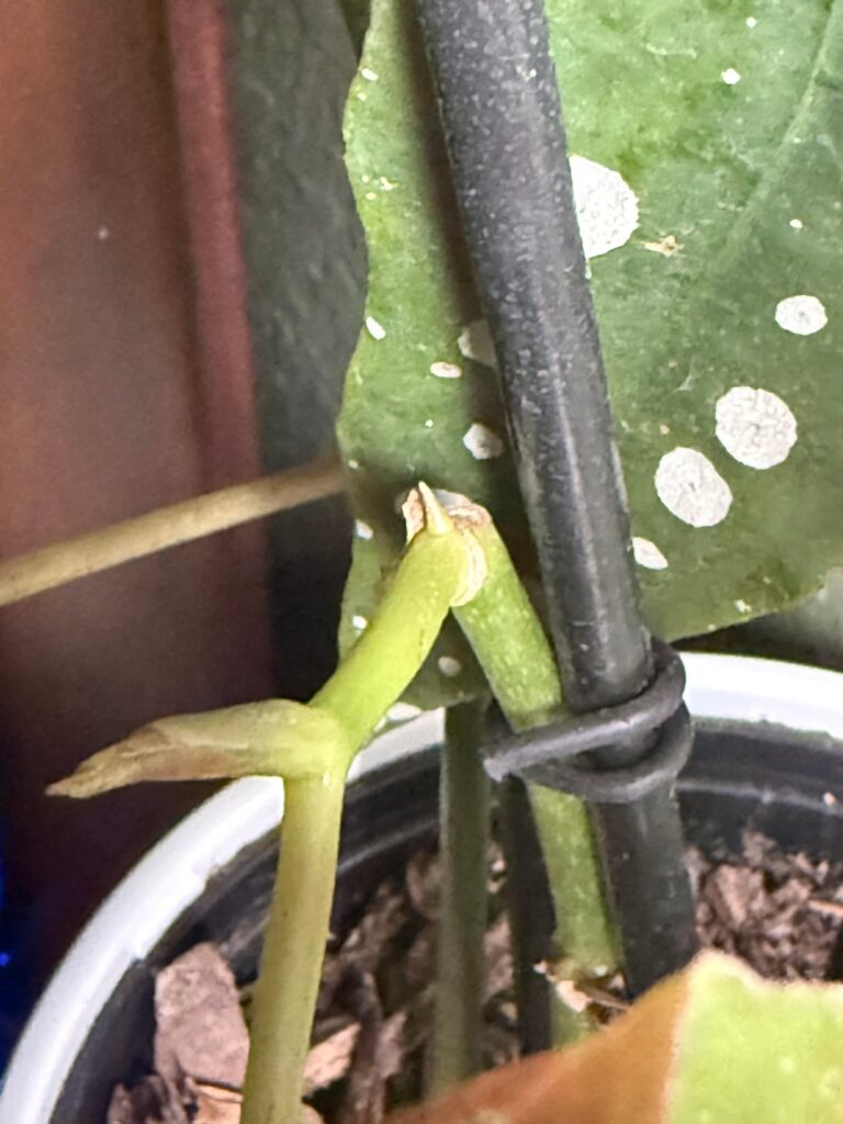 Blooms? Plain growth? Stress?