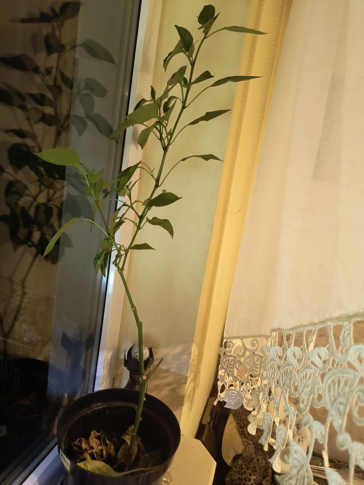 I can't get this fucker to grow horizontally or stop trying to produce fruit in winter either.