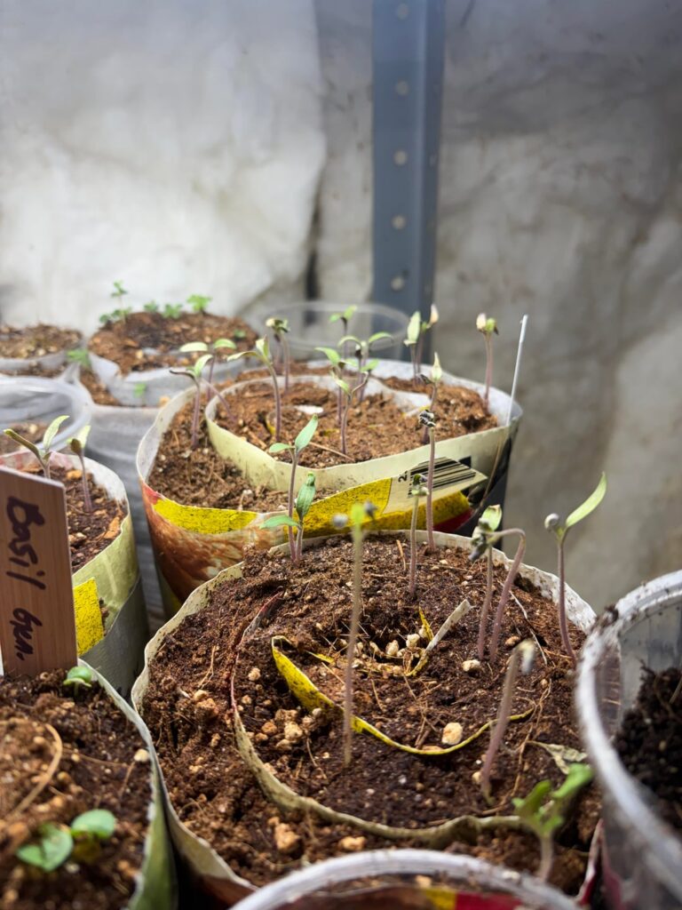 Seed Starting Help