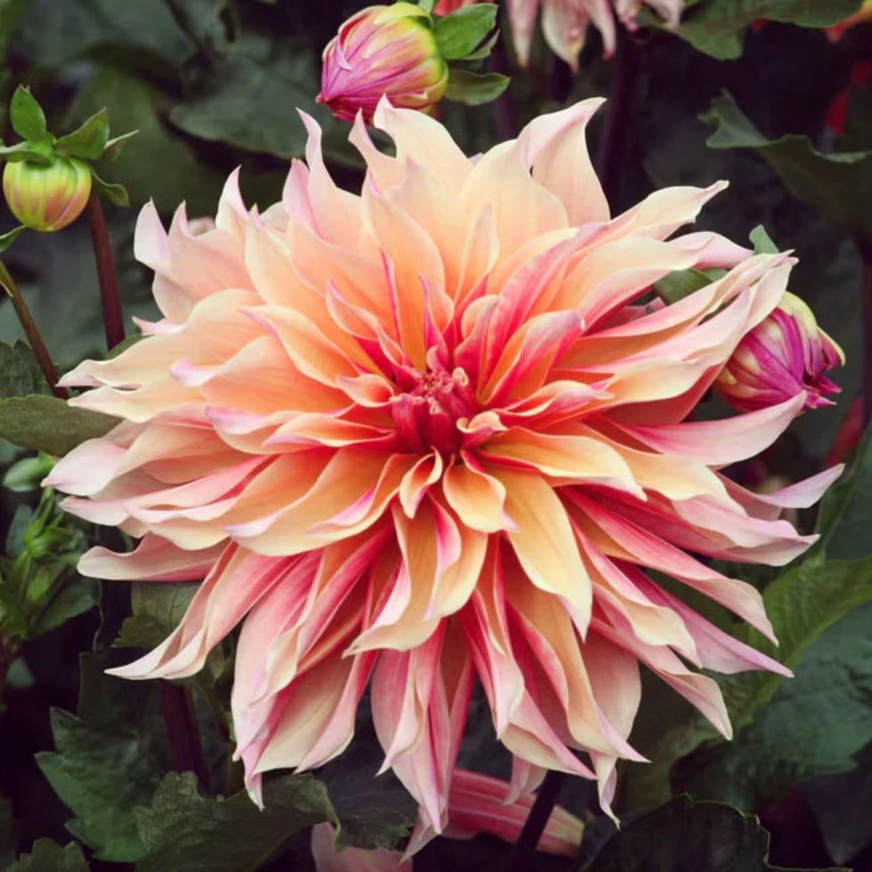 <p><strong>Dahlia Tubers (Dinnerplate) - Labyrinth</strong></p>