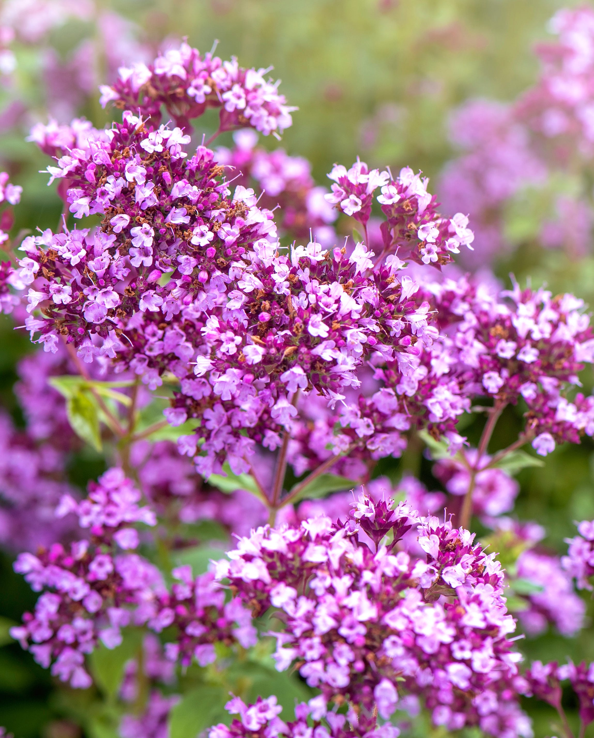 vibrant purple flowers in full bloom