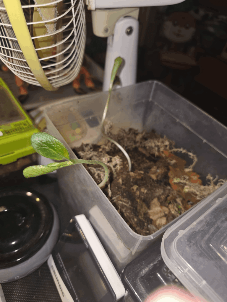 So I have this springtail terrarium, but noticed these plants (I didn't plant at all just to be clear) growing out of the soil, and they're massive, I have no clue how or why they appeared in the soil and neathier do I know what they are. They seem to be struggling due to the lack of sun light