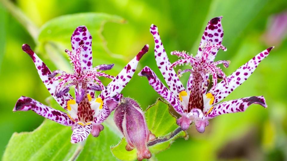 Close-up of beautiful toad lily flowers blooming in autumn garden.