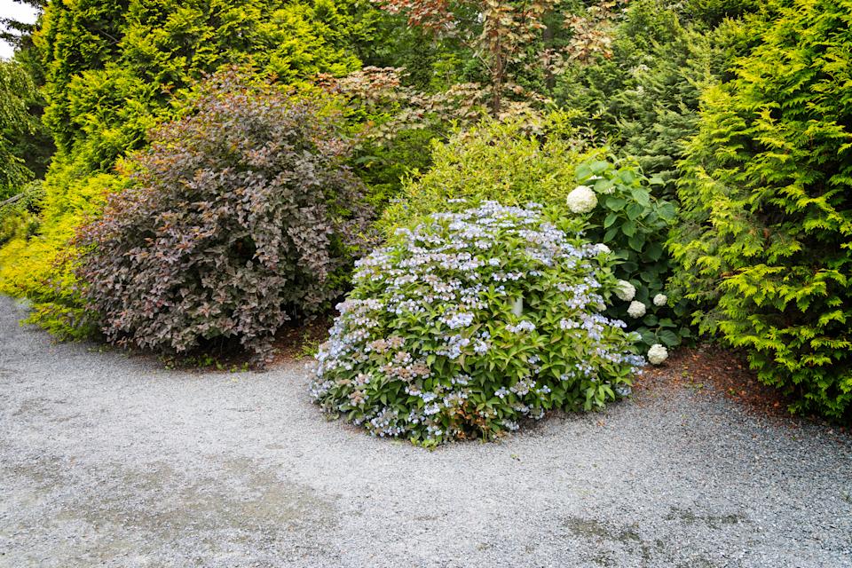Bushes and Shrubs for Landscaping in garden.
