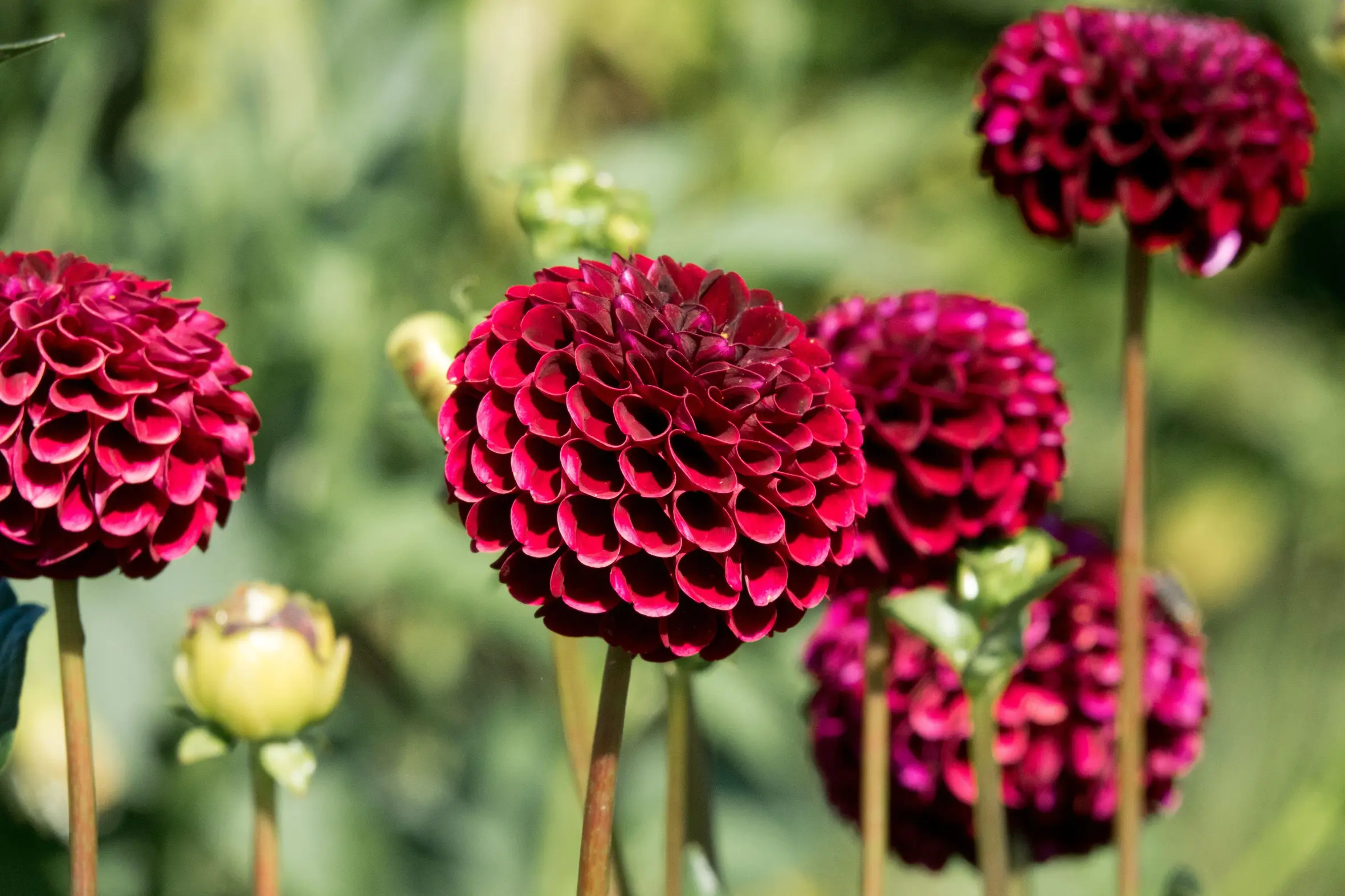 Miniature Ball Dahlia 'Natal' pompon flowers, dark deep red.