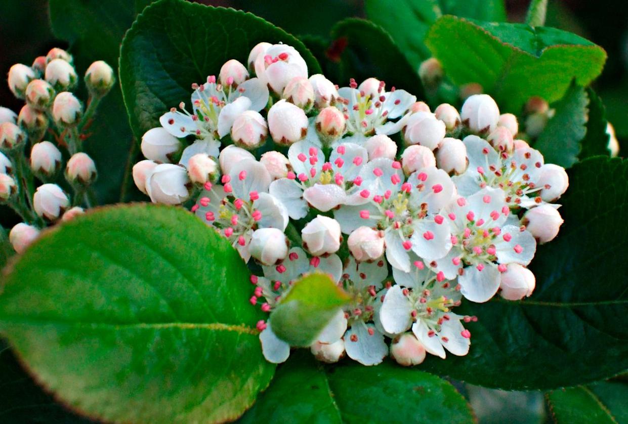 Credit: Denny Schrock