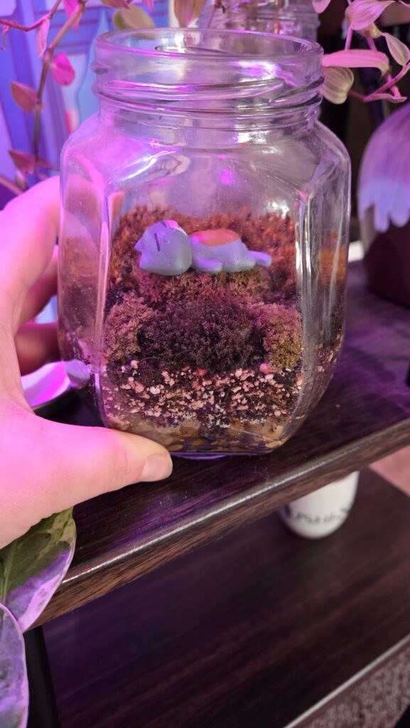 Is this mossarium too small to add a few springtails to?
