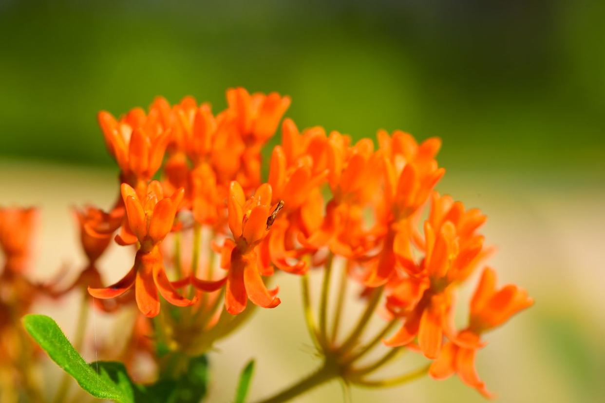 Credit: Getty Images