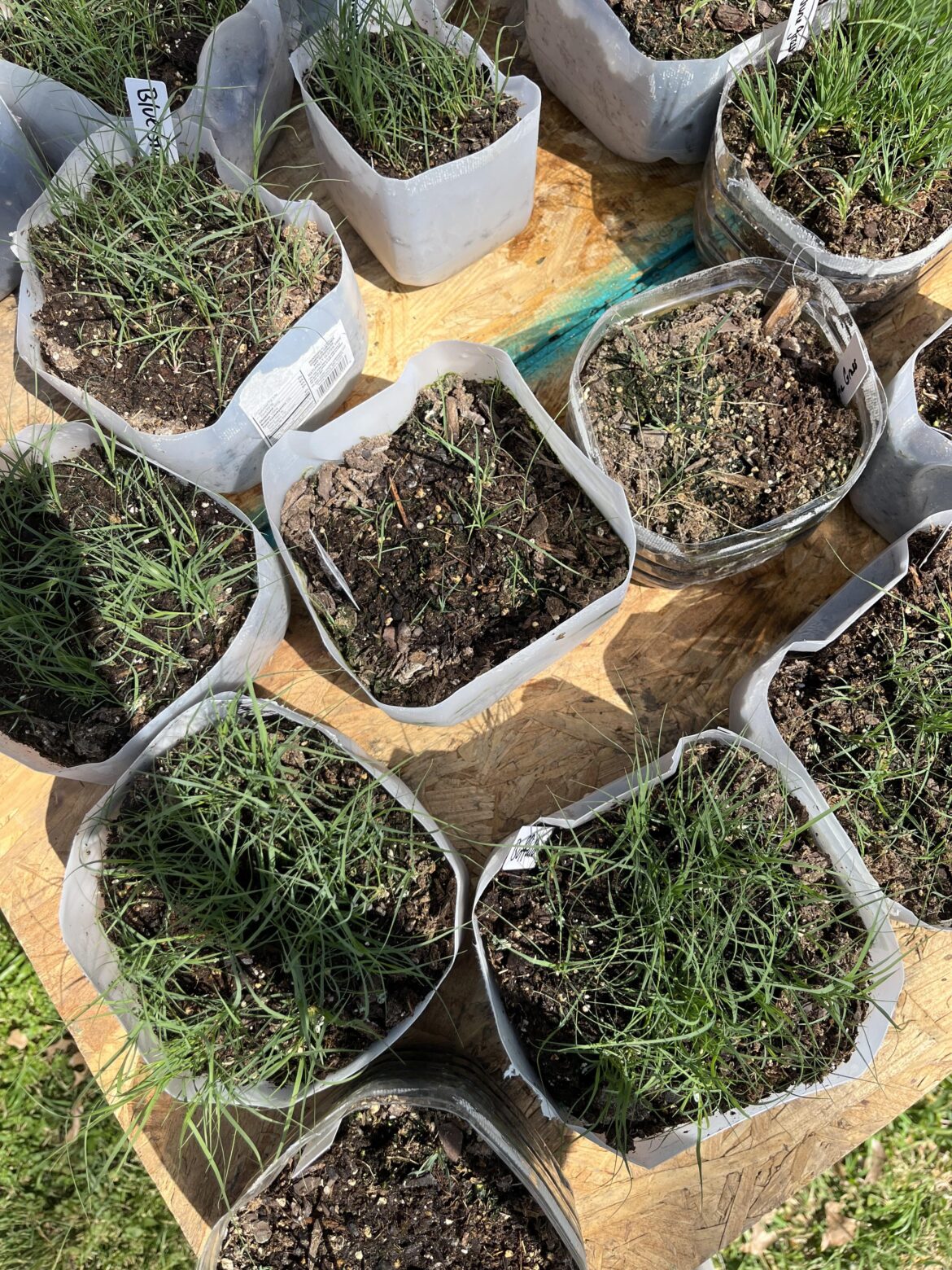 Transplant Native Grasses (zone 7b, Oklahoma) Transplant Native Grasses (zone 7b, Oklahoma)