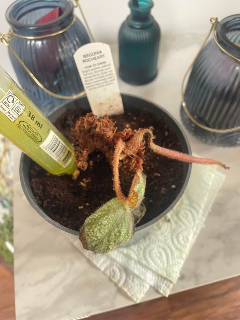 Can I save this begonia rocheart