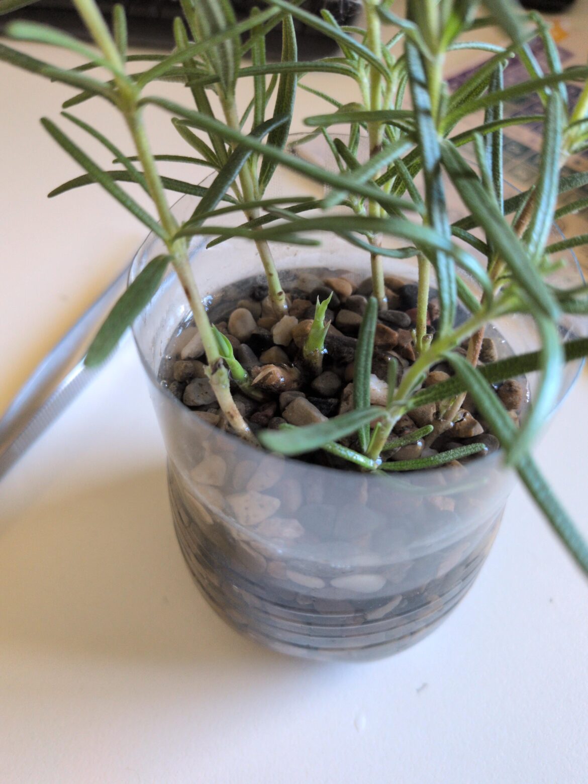 Bamboo has roots! Bamboo has roots!