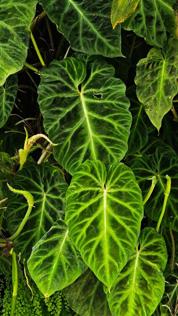 Just some velvet textured leaves