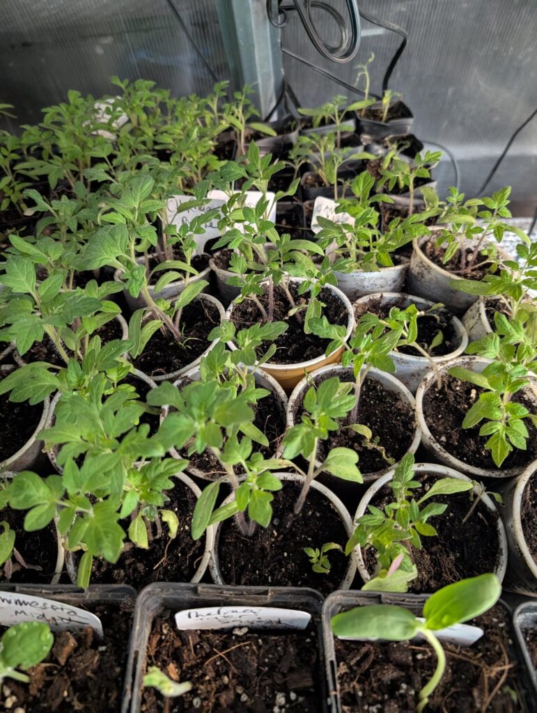 things are beginning to grow, even the figs are awake