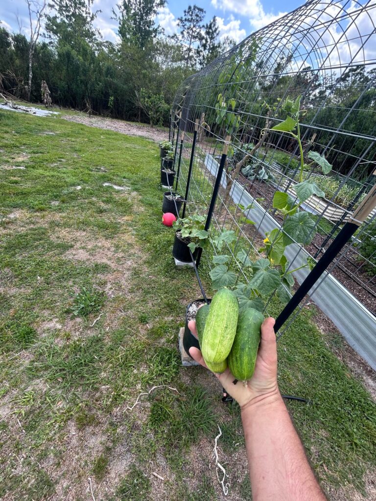 Cucumbers starting