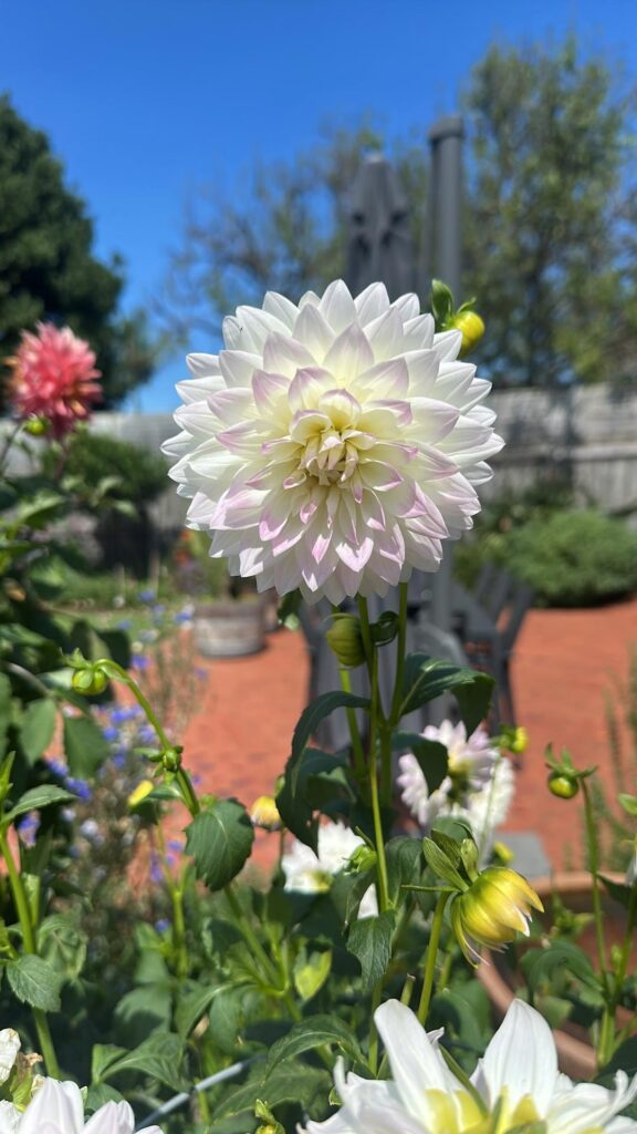 Some of our dahlias from this season. Melbourne, Australia.