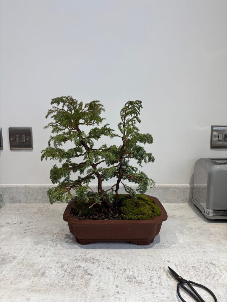 First styling - boulevard cypress