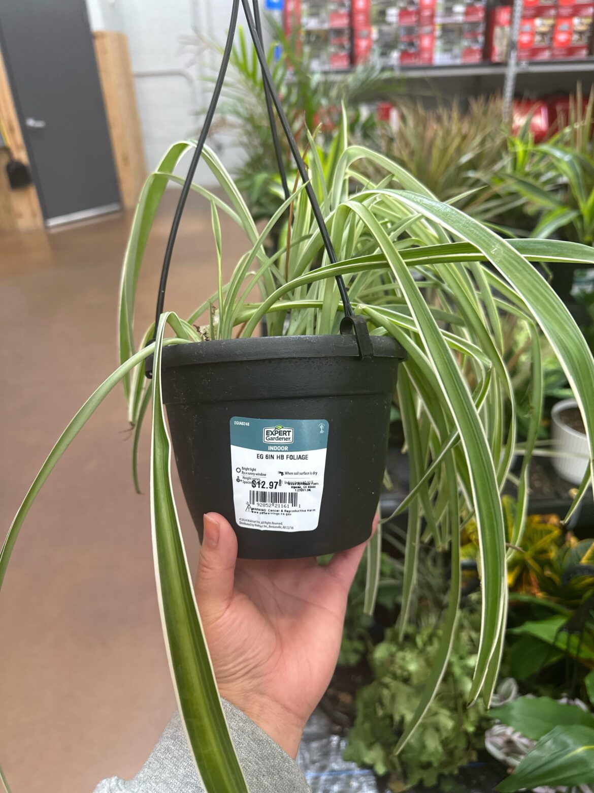 What plant is this?