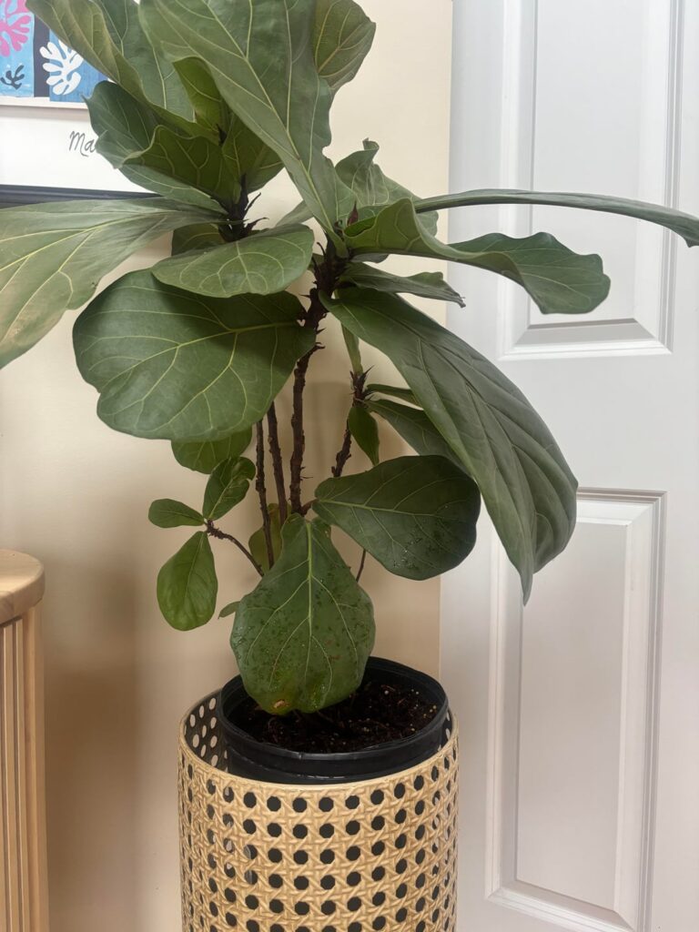 Should I snip the small sprouts?