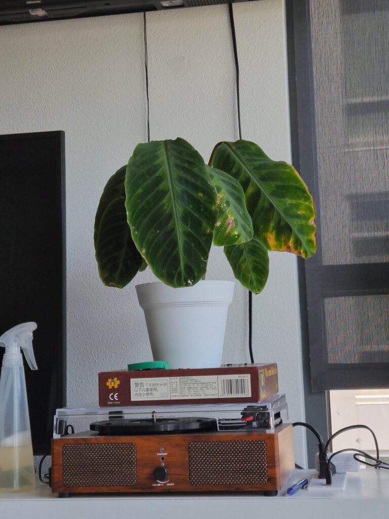 Rescued this jungle velvet from outside my apt and I’m not sure where to start Rescued this jungle velvet from outside my apt and I'm not sure where to start
