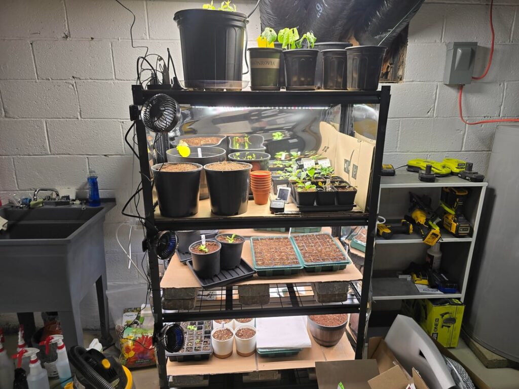 3 weeks since starting. Moved a bit, most things are growing.